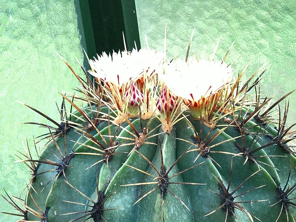 Ferocactus histrix